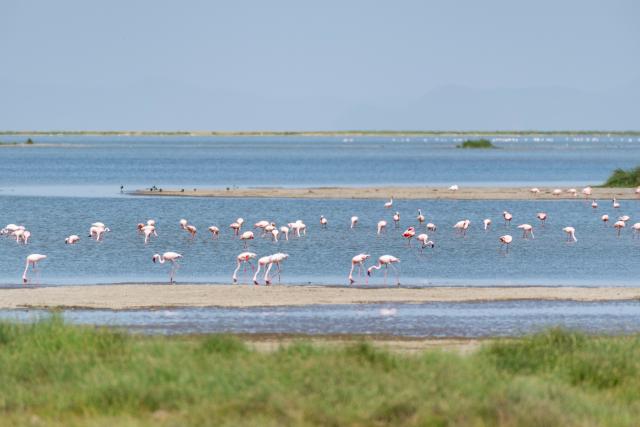 (260108) -- KAJIADO, Jan. 8, 2026 (Xinhua) -- This photo taken on Jan. 8, 2026 shows a flock of flamingos at the Amboseli National Park in Kenya. Amboseli National Park is one of Kenya's premier vacation destinations and a world-renowned tourist spot. The park is located at the border between Kenya and Tanzania and sits at the foot of Africa's highest mountain, Mount Kilimanjaro. (Xinhua/Xie Jianfei)