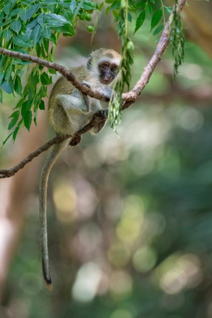(260108) -- KAJIADO, Jan. 8, 2026 (Xinhua) -- This photo taken on Jan. 8, 2026 shows a vervet monkey at the Amboseli National Park in Kenya. Amboseli National Park is one of Kenya's premier vacation destinations and a world-renowned tourist spot. The park is located at the border between Kenya and Tanzania and sits at the foot of Africa's highest mountain, Mount Kilimanjaro. (Xinhua/Xie Jianfei)