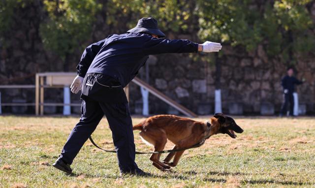 (260109) -- KUNMING, Jan. 9, 2026 (Xinhua) -- A police dog trainer trains a Malinois dog at the Ministry of Public Security's Kunming police dog base in Kunming, southwest China's Yunnan Province, Jan. 5, 2026.
  The Kunming dog is a unique breed developed by the Ministry of Public Security's Kunming police dog base through more than six decades of work. It was bred using local canine resources through the efforts of several generations of police dog professionals.
  In 1988, the breed passed ministry-level verification and was formally named the "Kunming dog," marking its official recognition within China's policing system.
  The breed is now widely deployed by China's public security authorities, customs, fire services and the military, performing roles including tracking, detection, security protection, and rescue operations. Developed domestically, it is well-adapted to China's diverse climates, terrains and operational environments. (Xinhua/Jiang Wenyao)