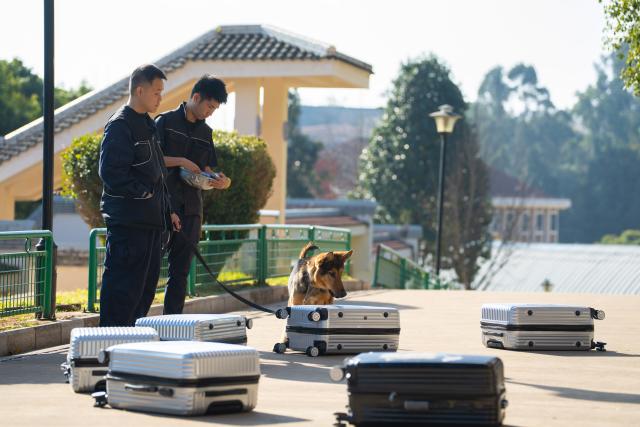 (260109) -- KUNMING, Jan. 9, 2026 (Xinhua) -- Police dog trainers train a Kunming dog in explosive detection at the Ministry of Public Security's Kunming police dog base in Kunming, southwest China's Yunnan Province, Dec. 29, 2025.
  The Kunming dog is a unique breed developed by the Ministry of Public Security's Kunming police dog base through more than six decades of work. It was bred using local canine resources through the efforts of several generations of police dog professionals.
  In 1988, the breed passed ministry-level verification and was formally named the "Kunming dog," marking its official recognition within China's policing system.
  The breed is now widely deployed by China's public security authorities, customs, fire services and the military, performing roles including tracking, detection, security protection, and rescue operations. Developed domestically, it is well-adapted to China's diverse climates, terrains and operational environments. (Xinhua/Gao Yongwei)