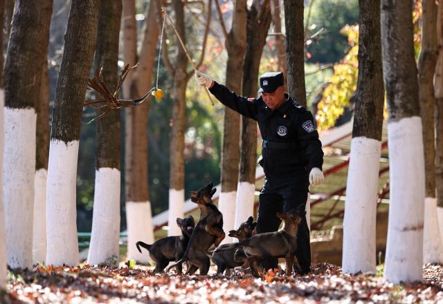 (260109) -- KUNMING, Jan. 9, 2026 (Xinhua) -- A police dog trainer plays with Kunming dog pups at the Ministry of Public Security's Kunming police dog base in Kunming, southwest China's Yunnan Province, Jan. 5, 2026.
  The Kunming dog is a unique breed developed by the Ministry of Public Security's Kunming police dog base through more than six decades of work. It was bred using local canine resources through the efforts of several generations of police dog professionals.
  In 1988, the breed passed ministry-level verification and was formally named the "Kunming dog," marking its official recognition within China's policing system.
  The breed is now widely deployed by China's public security authorities, customs, fire services and the military, performing roles including tracking, detection, security protection, and rescue operations. Developed domestically, it is well-adapted to China's diverse climates, terrains and operational environments. (Xinhua/Jiang Wenyao)