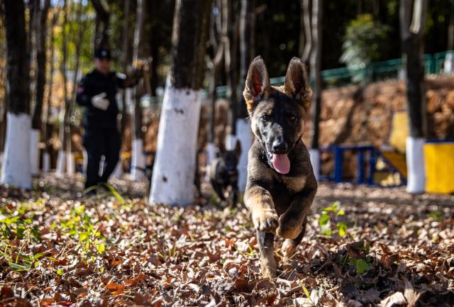 (260109) -- KUNMING, Jan. 9, 2026 (Xinhua) -- A police dog trainer plays with Kunming dog pups at the Ministry of Public Security's Kunming police dog base in Kunming, southwest China's Yunnan Province, Jan. 5, 2026.
  The Kunming dog is a unique breed developed by the Ministry of Public Security's Kunming police dog base through more than six decades of work. It was bred using local canine resources through the efforts of several generations of police dog professionals.
  In 1988, the breed passed ministry-level verification and was formally named the "Kunming dog," marking its official recognition within China's policing system.
  The breed is now widely deployed by China's public security authorities, customs, fire services and the military, performing roles including tracking, detection, security protection, and rescue operations. Developed domestically, it is well-adapted to China's diverse climates, terrains and operational environments. (Xinhua/Jiang Wenyao)
