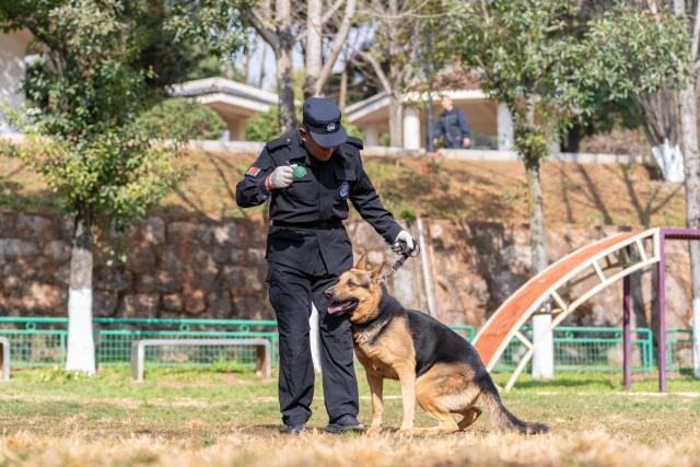 (260109) -- KUNMING, Jan. 9, 2026 (Xinhua) -- A police dog trainer plays with a Kunming dog at the Ministry of Public Security's Kunming police dog base in Kunming, southwest China's Yunnan Province, Jan. 5, 2026.
  The Kunming dog is a unique breed developed by the Ministry of Public Security's Kunming police dog base through more than six decades of work. It was bred using local canine resources through the efforts of several generations of police dog professionals.
  In 1988, the breed passed ministry-level verification and was formally named the "Kunming dog," marking its official recognition within China's policing system.
  The breed is now widely deployed by China's public security authorities, customs, fire services and the military, performing roles including tracking, detection, security protection, and rescue operations. Developed domestically, it is well-adapted to China's diverse climates, terrains and operational environments. (Xinhua/Gao Yongwei)
