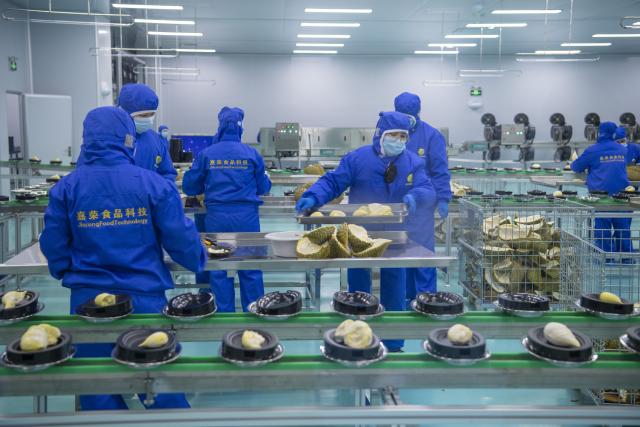 (260109) -- NANNING, Jan. 9, 2026 (Xinhua) -- People work at a durian processing enterprise in the Qinzhou comprehensive bonded zone in Qinzhou, south China's Guangxi Zhuang Autonomous Region, Jan. 6, 2026.
  A ceremony was held on Tuesday at Qinzhou Port, south China's Guangxi Zhuang Autonomous Region, marking the arrival of Indonesia's first container of frozen durian exported to China via maritime transport, an important step in expanding bilateral agricultural trade.
  TO GO WITH "Economic Watch: First sea-shipment of Indonesian frozen durian arrives in China, opening new trade route" (Photo by Hou Chaobo/Xinhua)