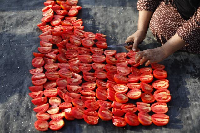 (260110) -- LUXOR, Jan. 10, 2026 (Xinhua) -- Tomatoes are sun-dried in a village in Luxor, Egypt, on Jan. 9, 2026. Several villages across Luxor Governorate have seen a rise in tomato drying activities this season, which have become a significant income source for local farmers. The drying process takes place mainly in January and February, when Luxor enjoys warm winter sunlight. The dried tomatoes are exported to international markets, aided by government efforts to promote agricultural exports. (Xinhua/Ahmed Gomaa)