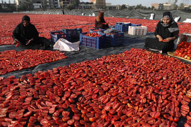 (260110) -- LUXOR, Jan. 10, 2026 (Xinhua) -- Tomatoes are sun-dried in a village in Luxor, Egypt, on Jan. 9, 2026. Several villages across Luxor Governorate have seen a rise in tomato drying activities this season, which have become a significant income source for local farmers. The drying process takes place mainly in January and February, when Luxor enjoys warm winter sunlight. The dried tomatoes are exported to international markets, aided by government efforts to promote agricultural exports. (Xinhua/Ahmed Gomaa)