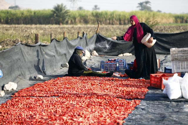 (260110) -- LUXOR, Jan. 10, 2026 (Xinhua) -- Tomatoes are sun-dried in a village in Luxor, Egypt, on Jan. 9, 2026. Several villages across Luxor Governorate have seen a rise in tomato drying activities this season, which have become a significant income source for local farmers. The drying process takes place mainly in January and February, when Luxor enjoys warm winter sunlight. The dried tomatoes are exported to international markets, aided by government efforts to promote agricultural exports. (Xinhua/Ahmed Gomaa)