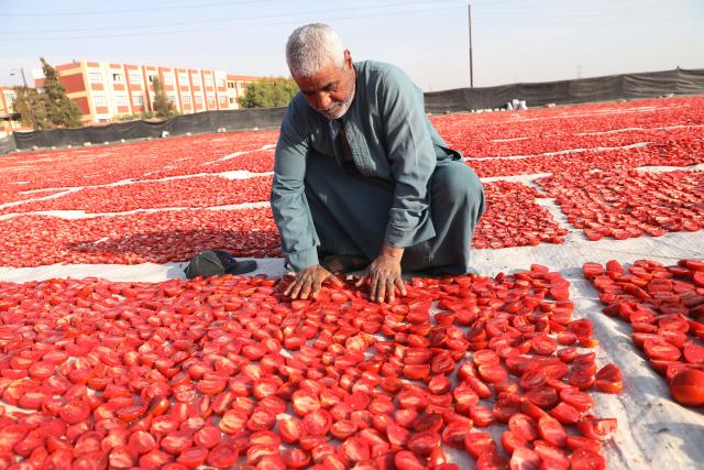 (260110) -- LUXOR, Jan. 10, 2026 (Xinhua) -- Tomatoes are sun-dried in a village in Luxor, Egypt, on Jan. 9, 2026. Several villages across Luxor Governorate have seen a rise in tomato drying activities this season, which have become a significant income source for local farmers. The drying process takes place mainly in January and February, when Luxor enjoys warm winter sunlight. The dried tomatoes are exported to international markets, aided by government efforts to promote agricultural exports. (Xinhua/Ahmed Gomaa)