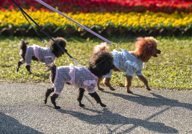 (260110) -- QIONGHAI, Jan. 10, 2026 (Xinhua) -- Citizens walk dogs at a park in Qionghai City, south China's Hainan Province, Jan. 9, 2026. (Photo by Meng Zhongde/Xinhua)