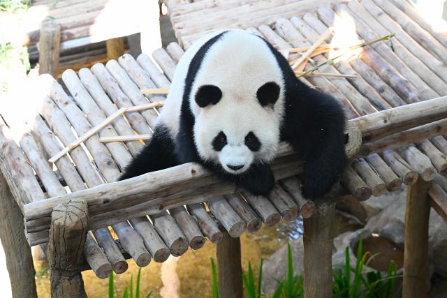 (260110) -- KUALA LUMPUR, Jan. 10, 2026 (Xinhua) -- Giant panda "Xiaoyue" is pictured at Zoo Negara in Selangor, Malaysia, on Jan. 10, 2026. China's giant pandas "Chenxing" and "Xiaoyue," currently on loan to Malaysia, officially met the public here on Saturday.
   TO GO WITH "New giant panda couple makes public debut in Malaysia" (Xinhua/Cheng Yiheng)