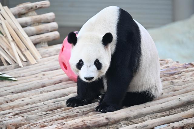 (260110) -- KUALA LUMPUR, Jan. 10, 2026 (Xinhua) -- Giant panda "Chenxing" is pictured at Zoo Negara in Selangor, Malaysia, on Jan. 10, 2026. China's giant pandas "Chenxing" and "Xiaoyue," currently on loan to Malaysia, officially met the public here on Saturday.
   TO GO WITH "New giant panda couple makes public debut in Malaysia" (Xinhua/Cheng Yiheng)