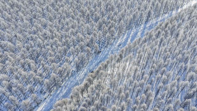 (260110) -- CHENGDE, Jan. 10, 2026 (Xinhua) -- An aerial drone photo taken on Jan. 10, 2026 shows the winter scenery at the Saihanba national nature reserve in Chengde City, north China's Hebei Province. (Photo by Liu Mancang/Xinhua)