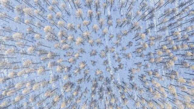 (260110) -- CHENGDE, Jan. 10, 2026 (Xinhua) -- An aerial drone photo taken on Jan. 10, 2026 shows the winter scenery at the Saihanba national nature reserve in Chengde City, north China's Hebei Province. (Photo by Liu Mancang/Xinhua)