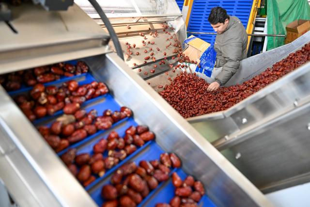 (260110) -- MOYU, Jan. 10, 2026 (Xinhua) -- A staff member selects red jujubes at a food company in Moyu County, Hotan Prefecture, northwest China's Xinjiang Uygur Autonomous Region, Jan. 9, 2026. Premium Xinjiang goods like walnuts and red jujubes, which are popular choices for customers nationwide for the Chinese New Year, have entered their peak sales season as the Spring Festival approaches. E-commerce companies in Hotan are leveraging live-streaming sales and online shopping festivals to promote high-quality agricultural products of Xinjiang, boosting farmers' incomes and rural revitalization. (Xinhua/Ding Lei)