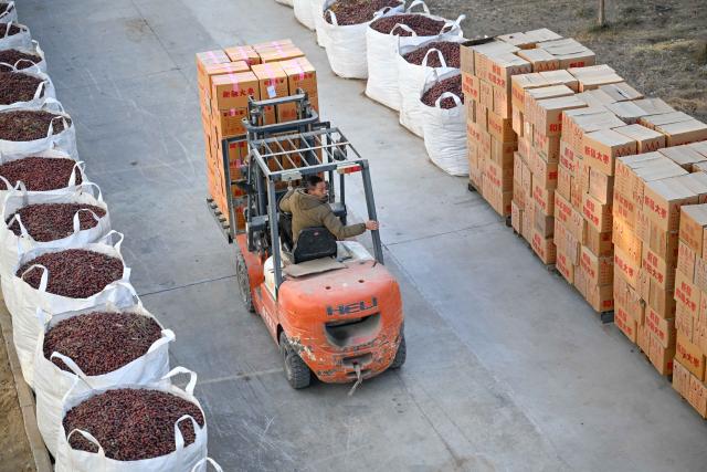 (260110) -- MOYU, Jan. 10, 2026 (Xinhua) -- A staff member transfers red jujubes at a food company in Moyu County, Hotan Prefecture, northwest China's Xinjiang Uygur Autonomous Region, Jan. 9, 2026. Premium Xinjiang goods like walnuts and red jujubes, which are popular choices for customers nationwide for the Chinese New Year, have entered their peak sales season as the Spring Festival approaches. E-commerce companies in Hotan are leveraging live-streaming sales and online shopping festivals to promote high-quality agricultural products of Xinjiang, boosting farmers' incomes and rural revitalization. (Xinhua/Ding Lei)
