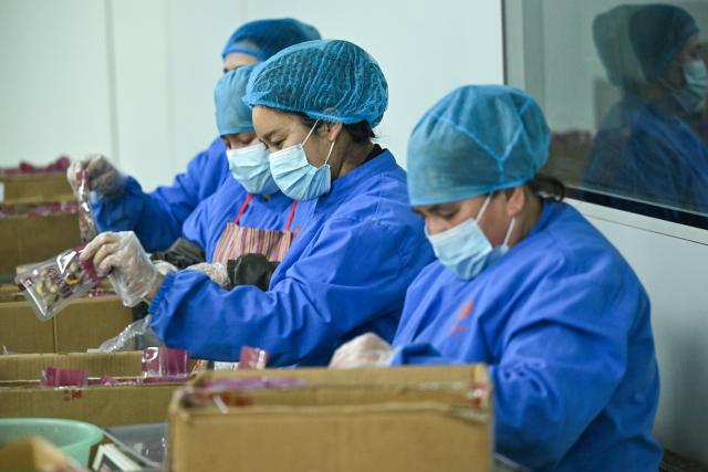 (260110) -- MOYU, Jan. 10, 2026 (Xinhua) -- Employees pack nuts at a food company in Moyu County, Hotan Prefecture, northwest China's Xinjiang Uygur Autonomous Region, Jan. 9, 2026. Premium Xinjiang goods like walnuts and red jujubes, which are popular choices for customers nationwide for the Chinese New Year, have entered their peak sales season as the Spring Festival approaches. E-commerce companies in Hotan are leveraging live-streaming sales and online shopping festivals to promote high-quality agricultural products of Xinjiang, boosting farmers' incomes and rural revitalization. (Xinhua/Ding Lei)