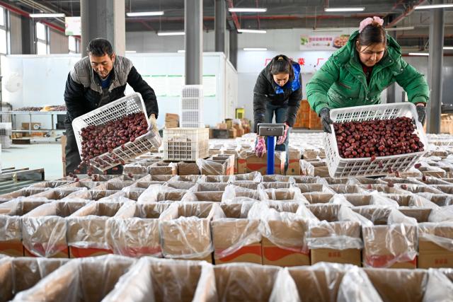 (260110) -- MOYU, Jan. 10, 2026 (Xinhua) -- Staff members pack red jujubes at a network technology company in Moyu County, Hotan Prefecture, northwest China's Xinjiang Uygur Autonomous Region, Jan. 9, 2026. Premium Xinjiang goods like walnuts and red jujubes, which are popular choices for customers nationwide for the Chinese New Year, have entered their peak sales season as the Spring Festival approaches. E-commerce companies in Hotan are leveraging live-streaming sales and online shopping festivals to promote high-quality agricultural products of Xinjiang, boosting farmers' incomes and rural revitalization. (Xinhua/Ding Lei)