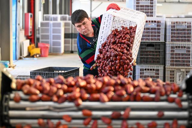 (260110) -- MOYU, Jan. 10, 2026 (Xinhua) -- A staff member washes red jujubes at a food company in Moyu County, Hotan Prefecture, northwest China's Xinjiang Uygur Autonomous Region, Jan. 9, 2026. Premium Xinjiang goods like walnuts and red jujubes, which are popular choices for customers nationwide for the Chinese New Year, have entered their peak sales season as the Spring Festival approaches. E-commerce companies in Hotan are leveraging live-streaming sales and online shopping festivals to promote high-quality agricultural products of Xinjiang, boosting farmers' incomes and rural revitalization. (Xinhua/Ding Lei)