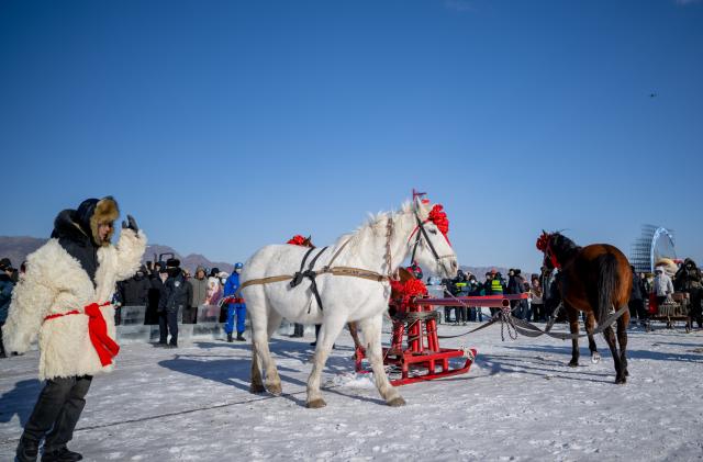 (260110) -- HOHHOT, Jan. 10, 2026 (Xinhua) -- Horses draw a winch for net-hauling during the 4th Hasuhai Lake winter fishing festival in Tumd Left Banner of Hohhot, north China's Inner Mongolia Autonomous Region, Jan. 10, 2026. The 4th Hasuhai Lake winter fishing festival opened in Tumd Left Banner of Hohhot on Saturday. The activity features ice and snow entertainment, hot spring experience, delicious food and folk shows, attracting many citizens and tourists. (Xinhua/Lian Zhen)
