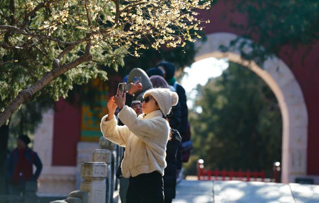 (260110) -- BEIJING, Jan. 10, 2026 (Xinhua) -- A visitor takes photos of wintersweet blossoms at the Wofo Temple in Beijng, capital of China, Jan. 10, 2026. (Xinhua/Fan Yuqing)