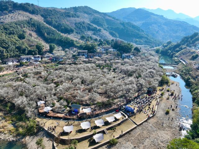 (260110) -- YONGTAI, Jan. 10, 2026 (Xinhua) -- An aerial drone photo taken on Jan. 10, 2026 shows tourists enjoying plum blossoms in Yongtai County, southeast China's Fujian Province. The annual plum blossom festival kicked off here on Saturday and is expected to promote local tourism and present the natural beauty of the county through various cultural activities. (Xinhua/Jiang Kehong)