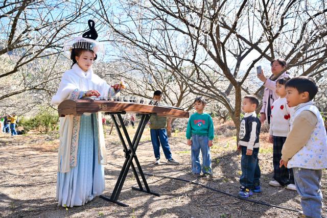 (260110) -- YONGTAI, Jan. 10, 2026 (Xinhua) -- Tourists watch a performer in Chinese traditional attire playing Guzheng, a traditional Chinese plucked string instrument, in Yongtai County, southeast China's Fujian Province, Jan. 10, 2026. The annual plum blossom festival kicked off here on Saturday and is expected to promote local tourism and present the natural beauty of the county through various cultural activities. (Xinhua/Jiang Kehong)