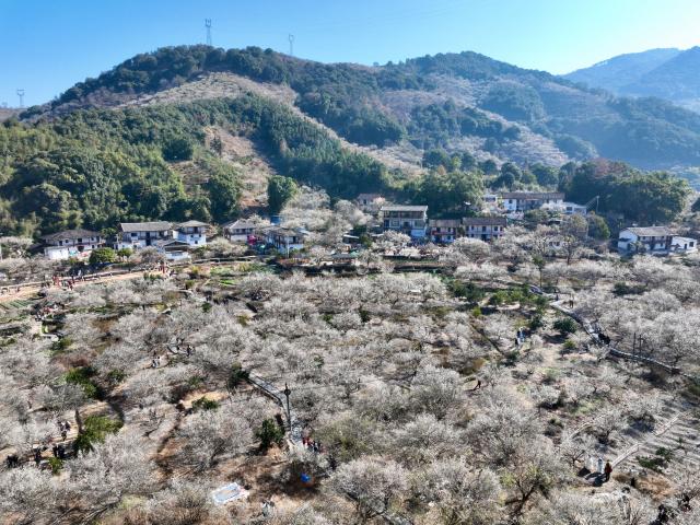 (260110) -- YONGTAI, Jan. 10, 2026 (Xinhua) -- An aerial drone photo taken on Jan. 10, 2026 shows tourists enjoying plum blossoms in Yongtai County, southeast China's Fujian Province. The annual plum blossom festival kicked off here on Saturday and is expected to promote local tourism and present the natural beauty of the county through various cultural activities. (Xinhua/Jiang Kehong)