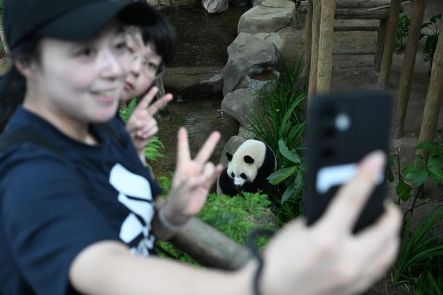 (260111) -- BEIJING, Jan. 11, 2026 (Xinhua) -- People pose for selfies with giant panda "Xiaoyue" at Zoo Negara in Selangor, Malaysia, on Jan. 10, 2026.
  China's giant pandas "Chenxing" and "Xiaoyue," currently on loan to Malaysia, officially met the public here on Saturday. (Xinhua/Cheng Yiheng)