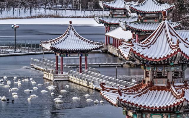 (260111) -- BEIJING, Jan. 11, 2026 (Xinhua) -- Whooper swans rest at a park in Rongcheng, east China's Shandong Province, Jan. 11, 2026. (Photo by Li Xinjun/Xinhua)