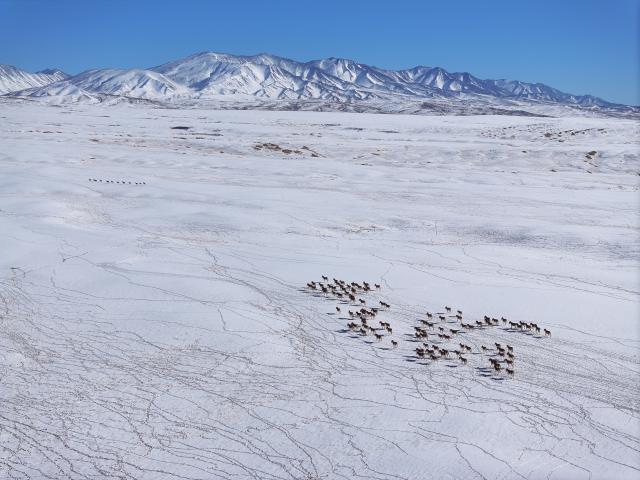 (260111) -- BEIJING, Jan. 11, 2026 (Xinhua) -- This aerial drone photo take on Jan. 9, 2026 shows Tibetan wild donkeys in Haltent in the Kazak Autonomous County of Aksay, northwest China's Gansu Province. (Photo by Gao Hongshan/Xinhua)