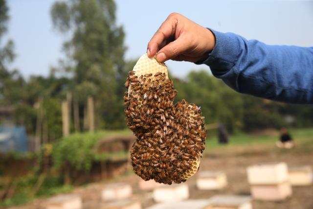 (260111) -- MUNSHIGANJ, Jan. 11, 2026 (Xinhua) -- A beekeeper displays a fraction of a honeycomb in a field in Munshiganj, Bangladesh, Jan. 11, 2026. (Photo by Habibur Rahman/Xinhua)