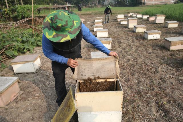 (260111) -- MUNSHIGANJ, Jan. 11, 2026 (Xinhua) -- A beekeeper is about to extract honeycombs in a field in Munshiganj, Bangladesh, Jan. 11, 2026. (Photo by Habibur Rahman/Xinhua)