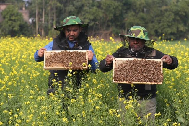 (260111) -- MUNSHIGANJ, Jan. 11, 2026 (Xinhua) -- Beekeepers holding honeycombs are pictured in a field in Munshiganj, Bangladesh, Jan. 11, 2026. (Photo by Habibur Rahman/Xinhua)