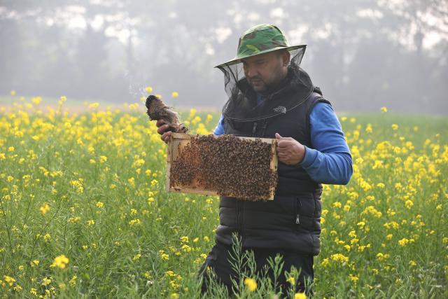 (260111) -- MUNSHIGANJ, Jan. 11, 2026 (Xinhua) -- A beekeeper transfers a honeycomb in a field in Munshiganj, Bangladesh, Jan. 11, 2026. (Photo by Habibur Rahman/Xinhua)