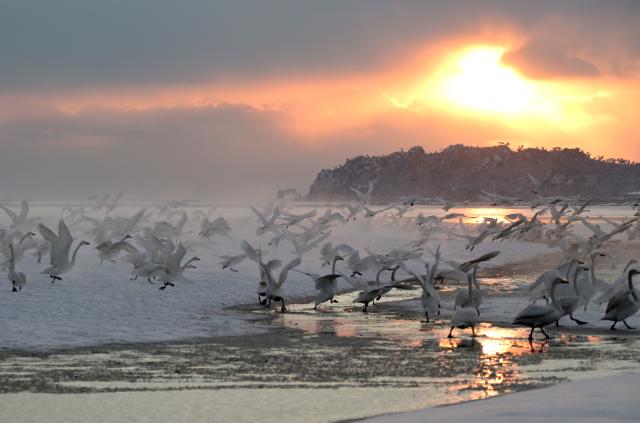 (260112) -- BEIJING, Jan. 12, 2026 (Xinhua) -- Whooper swans fly in snow at a whooper swan national nature reserve in Rongcheng City, east China's Shandong Province, Jan. 11, 2026. (Photo by Yang Zhili/Xinhua)