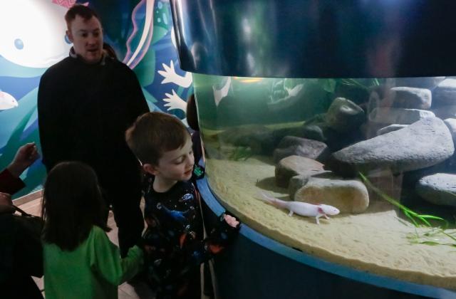 (260112) -- VANCOUVER, Jan. 12, 2026 (Xinhua) -- Visitors observe an axolotl during the "Amazing Axolotls" exhibition at the Vancouver Aquarium in Vancouver, British Columbia, Canada, Jan. 11, 2026. The new permanent exhibit at the Vancouver Aquarium opened on Sunday features multiple habitats and interactive displays highlighting the unique biology and regenerative abilities of axolotls, an endangered amphibian native to Mexico. (Photo by Liang Sen/Xinhua)