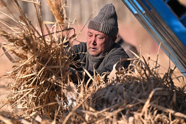 (260112) -- MOYU, Jan. 12, 2026 (Xinhua) -- A local farmer presses the newly harvested reeds into bundles in Moyu County, Hotan Prefecture, northwest China's Xinjiang Uygur Autonomous Region, on Jan. 10, 2026. Desertification prevention-and-control, one of the top-priority missions in Xinjiang for many years, offers extra job opportunities for local farmers in the slack season.
   Braving an air temperature below the freezing point, local farmers are now busy preparing reeds and laying sand grids. Apart from consolidating the ecological security line for the neighborhood, their contribution also brings in extra income for their own families. (Xinhua/Ding Lei)