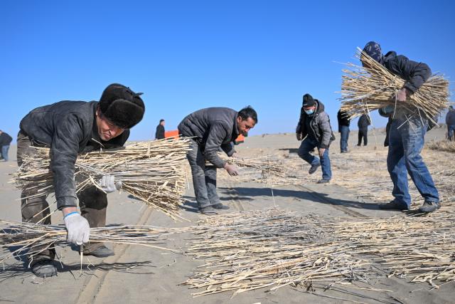 (260112) -- MOYU, Jan. 12, 2026 (Xinhua) -- Farmers lay grass grids in the desert around Kawak Township of Moyu County, Hotan Prefecture, northwest China's Xinjiang Uygur Autonomous Region, on Jan. 11, 2026. Desertification prevention-and-control, one of the top-priority missions in Xinjiang for many years, offers extra job opportunities for local farmers in the slack season.
   Braving an air temperature below the freezing point, local farmers are now busy preparing reeds and laying sand grids. Apart from consolidating the ecological security line for the neighborhood, their contribution also brings in extra income for their own families. (Xinhua/Ding Lei)