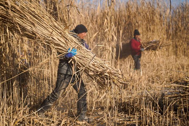 (260112) -- MOYU, Jan. 12, 2026 (Xinhua) -- Farmers harvest reeds in Zawa Town of Moyu County, Hotan Prefecture, northwest China's Xinjiang Uygur Autonomous Region, on Jan. 10, 2026. Desertification prevention-and-control, one of the top-priority missions in Xinjiang for many years, offers extra job opportunities for local farmers in the slack season.
   Braving an air temperature below the freezing point, local farmers are now busy preparing reeds and laying sand grids. Apart from consolidating the ecological security line for the neighborhood, their contribution also brings in extra income for their own families. (Xinhua/Ding Lei)