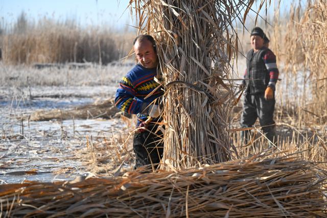 (260112) -- MOYU, Jan. 12, 2026 (Xinhua) -- Farmers harvest reeds in Zawa Town of Moyu County, Hotan Prefecture, northwest China's Xinjiang Uygur Autonomous Region, on Jan. 10, 2026. Desertification prevention-and-control, one of the top-priority missions in Xinjiang for many years, offers extra job opportunities for local farmers in the slack season.
   Braving an air temperature below the freezing point, local farmers are now busy preparing reeds and laying sand grids. Apart from consolidating the ecological security line for the neighborhood, their contribution also brings in extra income for their own families. (Xinhua/Ding Lei)