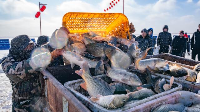 (260112) -- HOHHOT, Jan. 12, 2026 (Xinhua) -- This photo taken on Jan. 10, 2026 shows fishermen loading fresh catch onto a truck during the fourth Hasuhai winter fishing festival in Hohhot, north China's Inner Mongolia Autonomous Region. Hohhot has launched more than 300 winter amusement programs since December 2025, incorporating ice and snow sports, cultural experiences and vogue consumption to boost the local economy. (Photo by Xu Ting/Xinhua)