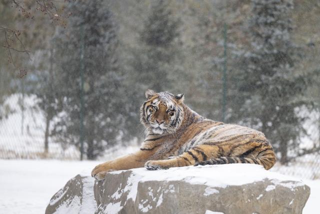 (260112) -- HARBIN, Jan. 12, 2026 (Xinhua) -- This photo taken on Jan. 12, 2026 shows a tiger at the snow-covered Siberian Tiger Park in Harbin, northeast China's Heilongjiang Province. Harbin saw snowfall recently, which added a touch of winter charm to its Siberian Tiger Park. (Xinhua/Zhang Tao)