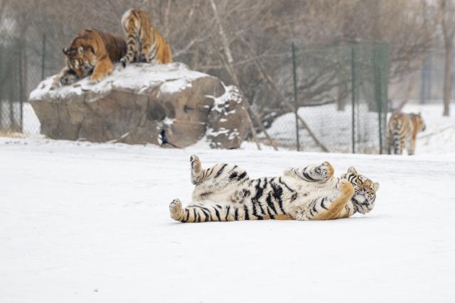 (260112) -- HARBIN, Jan. 12, 2026 (Xinhua) -- This photo taken on Jan. 12, 2026 shows tigers at the snow-covered Siberian Tiger Park in Harbin, northeast China's Heilongjiang Province. Harbin saw snowfall recently, which added a touch of winter charm to its Siberian Tiger Park. (Xinhua/Zhang Tao)