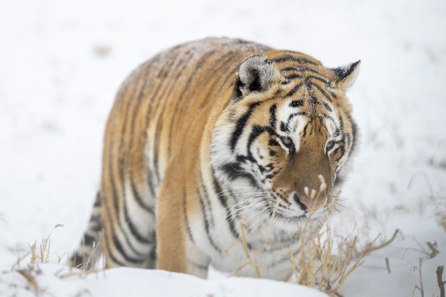(260112) -- HARBIN, Jan. 12, 2026 (Xinhua) -- This photo taken on Jan. 12, 2026 shows a tiger at the snow-covered Siberian Tiger Park in Harbin, northeast China's Heilongjiang Province. Harbin saw snowfall recently, which added a touch of winter charm to its Siberian Tiger Park. (Xinhua/Zhang Tao)