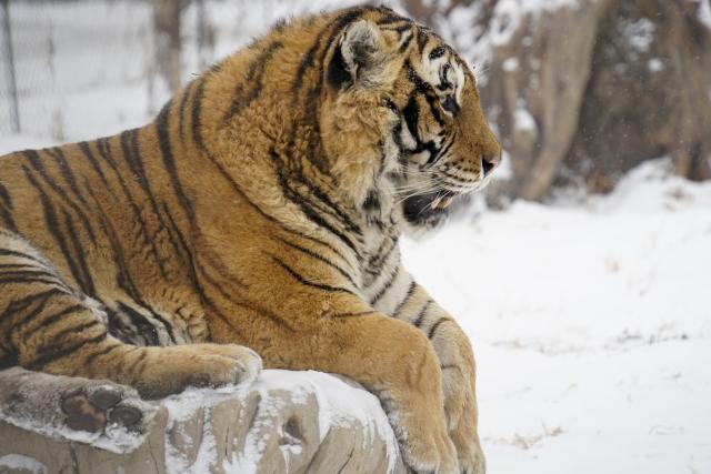 (260112) -- HARBIN, Jan. 12, 2026 (Xinhua) -- This photo taken on Jan. 12, 2026 shows a tiger at the snow-covered Siberian Tiger Park in Harbin, northeast China's Heilongjiang Province. Harbin saw snowfall recently, which added a touch of winter charm to its Siberian Tiger Park. (Xinhua/Wang Zuo)