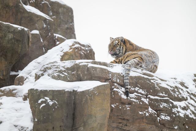 (260112) -- HARBIN, Jan. 12, 2026 (Xinhua) -- This photo taken on Jan. 12, 2026 shows a tiger at the snow-covered Siberian Tiger Park in Harbin, northeast China's Heilongjiang Province. Harbin saw snowfall recently, which added a touch of winter charm to its Siberian Tiger Park. (Xinhua/Zhang Tao)