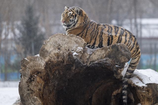 (260112) -- HARBIN, Jan. 12, 2026 (Xinhua) -- This photo taken on Jan. 12, 2026 shows a tiger at the snow-covered Siberian Tiger Park in Harbin, northeast China's Heilongjiang Province. Harbin saw snowfall recently, which added a touch of winter charm to its Siberian Tiger Park. (Xinhua/Zhang Tao)
