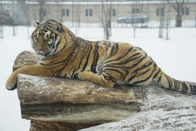 (260112) -- HARBIN, Jan. 12, 2026 (Xinhua) -- This photo taken on Jan. 12, 2026 shows a tiger at the snow-covered Siberian Tiger Park in Harbin, northeast China's Heilongjiang Province. Harbin saw snowfall recently, which added a touch of winter charm to its Siberian Tiger Park. (Xinhua/Wang Zuo)