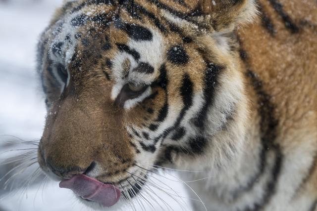 (260112) -- HARBIN, Jan. 12, 2026 (Xinhua) -- This photo taken on Jan. 12, 2026 shows a tiger at the snow-covered Siberian Tiger Park in Harbin, northeast China's Heilongjiang Province. Harbin saw snowfall recently, which added a touch of winter charm to its Siberian Tiger Park. (Xinhua/Zhang Tao)