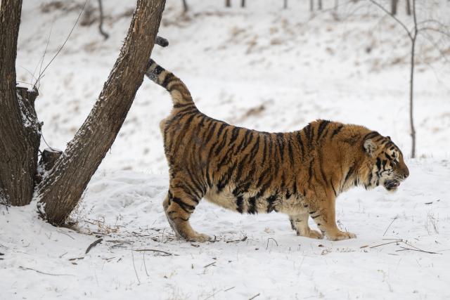 (260112) -- HARBIN, Jan. 12, 2026 (Xinhua) -- This photo taken on Jan. 12, 2026 shows a tiger at the snow-covered Siberian Tiger Park in Harbin, northeast China's Heilongjiang Province. Harbin saw snowfall recently, which added a touch of winter charm to its Siberian Tiger Park. (Xinhua/Zhang Tao)